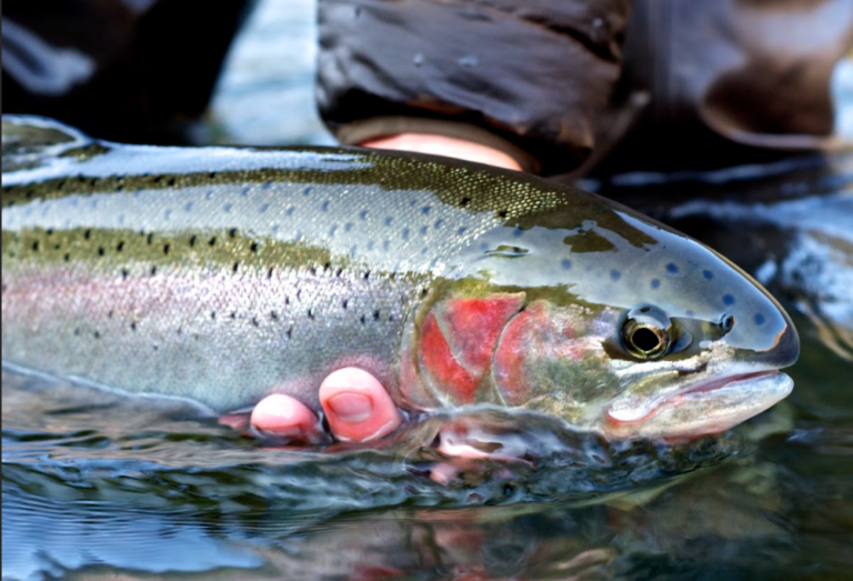 Fly caught steelhead being held in the water