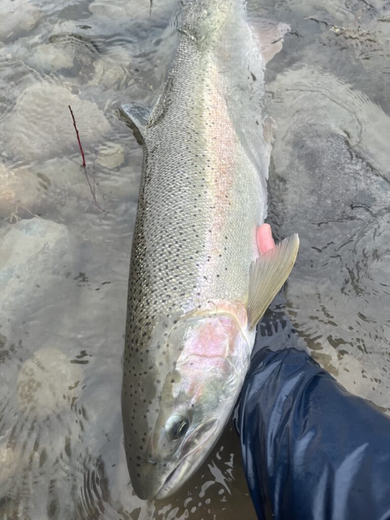 Vancouver Island Steelhead