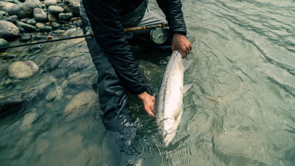 Skeena Steelhead