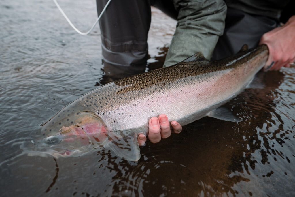 The Looming extinction of Thompson Steelhead - Once B.C.’s most famous fish - illuminates a Federal management failure
